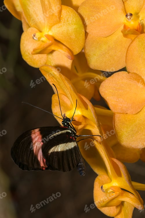 Preview: butterfly