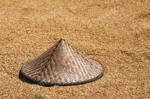Preview: Tradition Asian conical hat and rice harvest