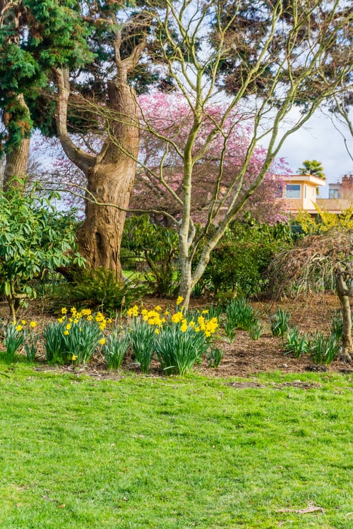 Preview: Flowers Grow In A Garden At Hamilton Veiwpoint Park In West Seattle, Washington.