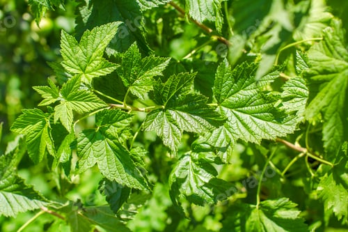 Preview: tree leaves close up on a summer day