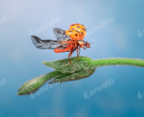 Preview: Selective focus shot of an orange ladybug with its open wings on a flower