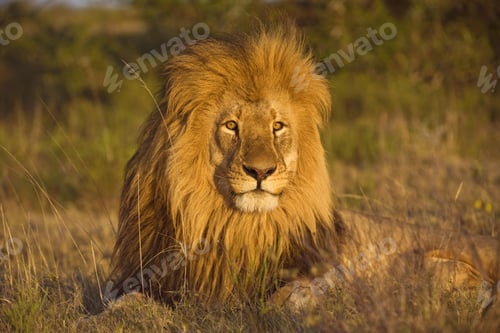 Preview: lion, wilderness, leo
