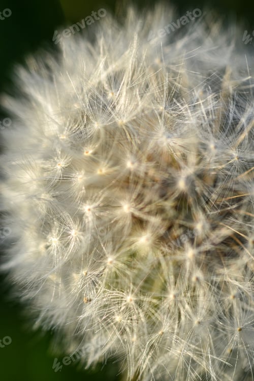 Preview: Closeup of a dandelion
