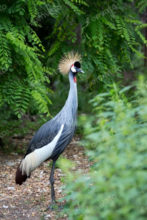 Preview: Crowned cranes in the wild