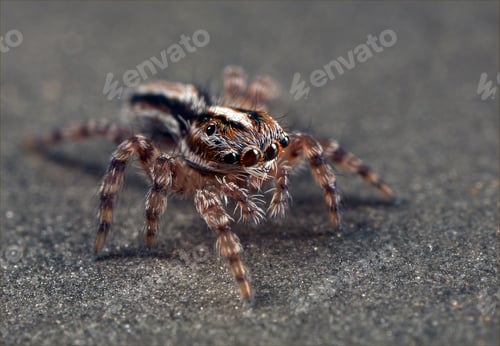 Preview: Close-Up of a Striking Jumping Spider