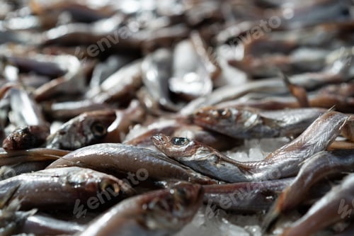 Preview: Fresh sardines on ice in market