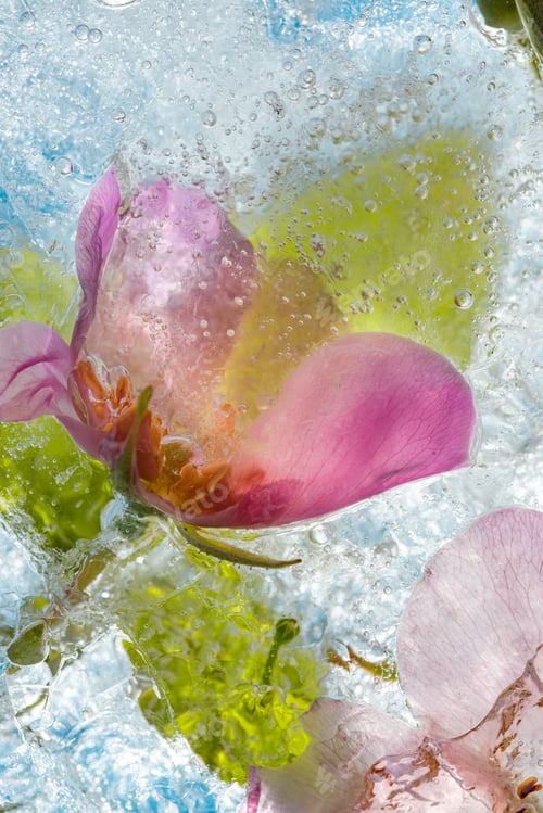 Preview: Colorful background of summer flowers and roses in frozen water with bubbles