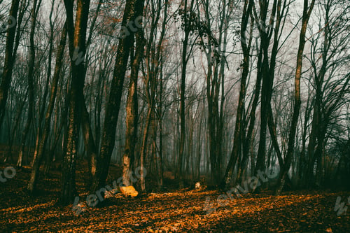 Preview: beautiful foggy forest in autumn