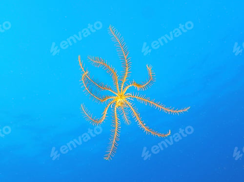 Preview: Antedon mediterranea
