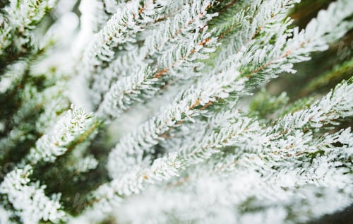 Preview: Close-up of green snow-covered frozen spruce