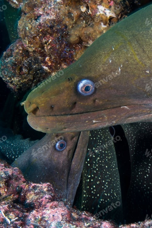 Preview: Close up of Moray Eels, Seymour, Galapagos, Ecuador, South America