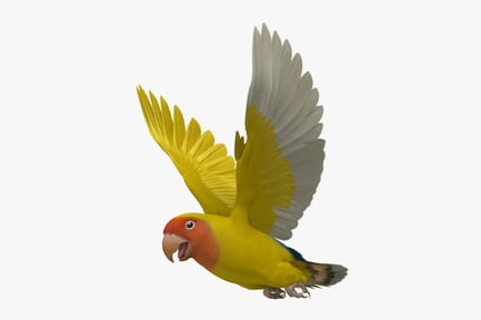 Preview: Lutino Rosy-Faced Lovebird in Flight