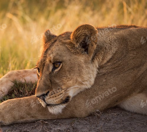 Preview: A Travel Around the world with beautiful Botswana Wildlife picture
