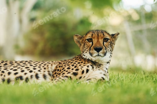 Preview: Close up view of cheetah that is lying down on the green grass outdoors