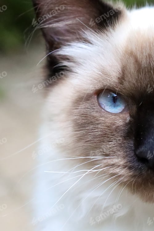 Preview: a close up of a cat with blue eyes on cement