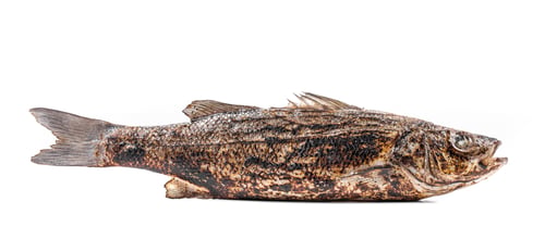 Preview: Close up of seabass grilled.