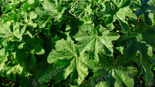 Preview: Green leaves Pelargonium hortorum (Zonal). Rough round leaves with strong aroma of geranium.