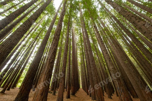 Preview: Low angle shot of the trees in a redwood forest
