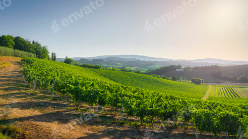 Preview: Vineyards in the San Gimignano countryside. Tuscany, Italy