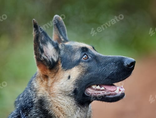 Preview: Some of my best leading men have been dogs