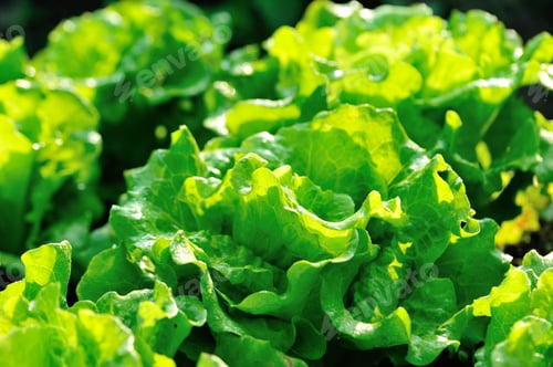 Preview: Green lettuce crops in spring sunshine