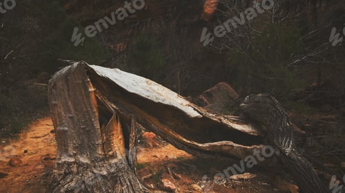 Preview: Tree stump and fallen log on ground in Zion National Park in the early Spring