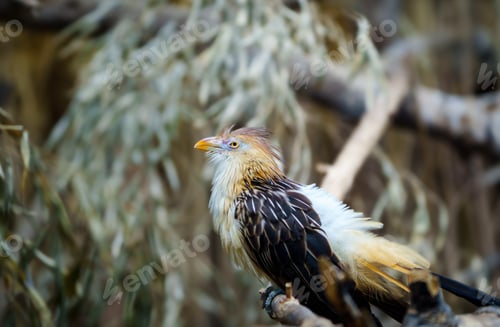 Preview: A close-up detailed photo of a hoatzin bird perched gracefully on a branch in the rainforest