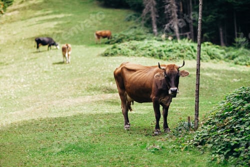Preview: Brown cow on a meadow in forest