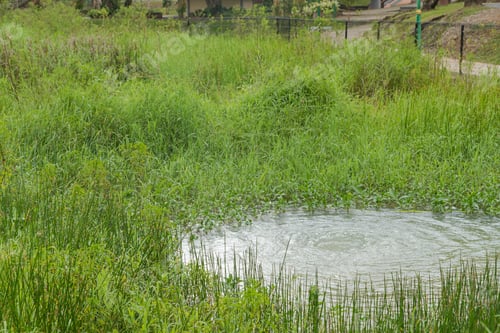 Preview: Retention pond with water plants in city park in Kuching, Malaysia, ecology, gardening, recycling