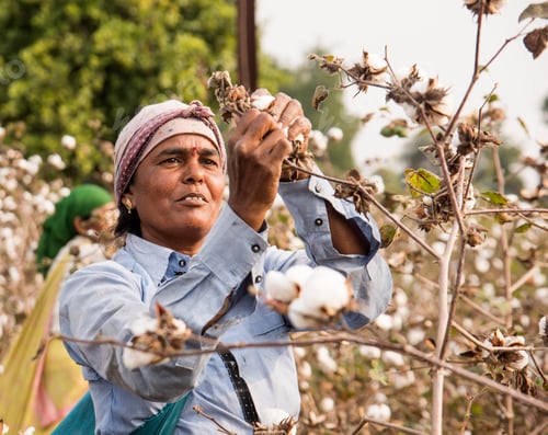 Preview: Indian woman harvesting cotton in a cotton field.