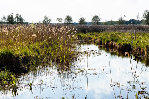 Preview: Poleski National Park in Lublin Voivodeship, eastern Poland. Landscape of swamps and peat-bogs