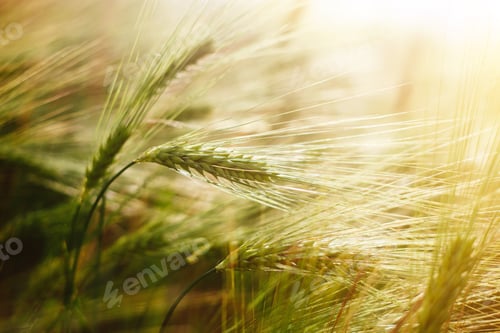 Preview: Wheat grass field and soft sunlight beautiful landscape