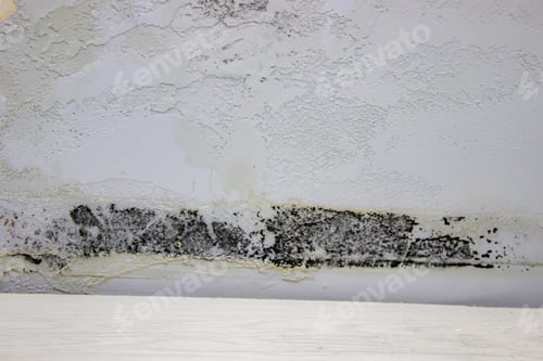 Preview: black mold on the wall. Fungus on the wall after the flooding of the house.