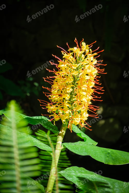 Preview: Hedychium gardnerianum aka the Kahili ginger, Kahila garland-lily or ginger lily flower