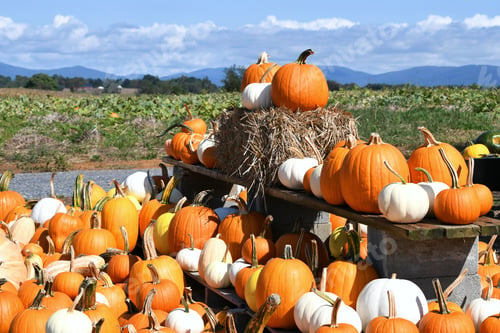 Preview: Piles of pumpkins for sale at a farmers market outdoors
