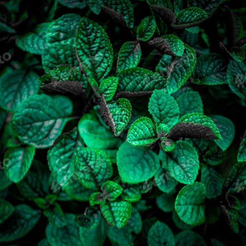 Preview: Tropical leaves, abstract green leaves texture, nature background