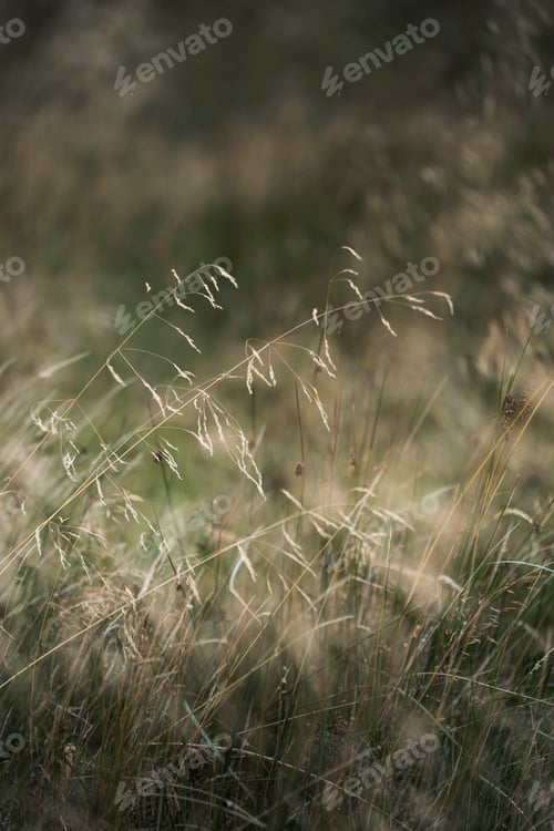 Preview: Dried field in autumn