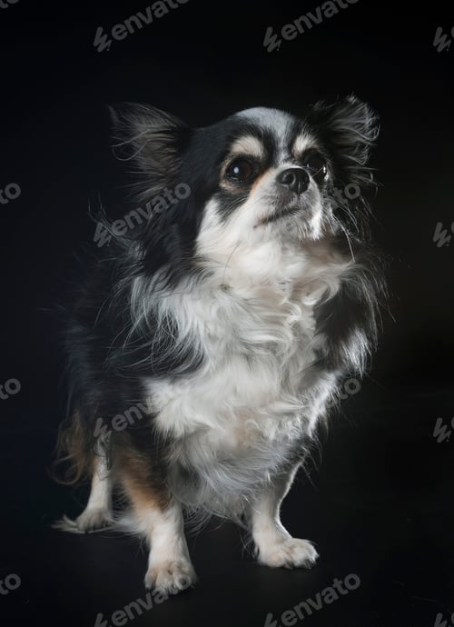 Preview: chihuahua in studio