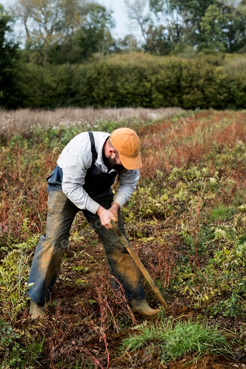 Preview: Farmer standing in a field, harvesting parsnips.