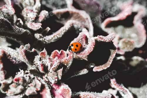 Preview: lady bug on fresh flower