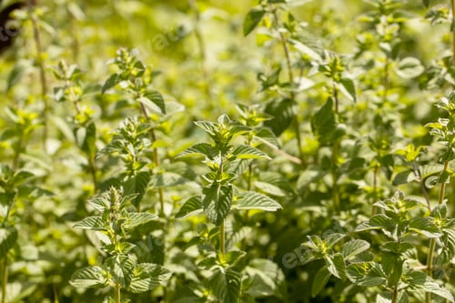 Preview: Mint leaf or peppermint plant grow at vegetable garden.