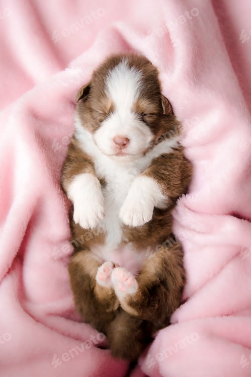Preview: A cute puppy sleeping in a pink blanket.