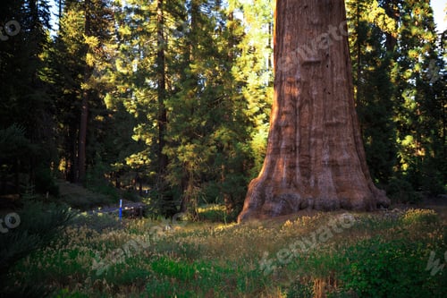 Preview: Calm Meadow, The Giant Forest, Sequoia National Park, California