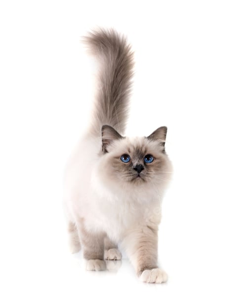 Preview: birman cat in studio