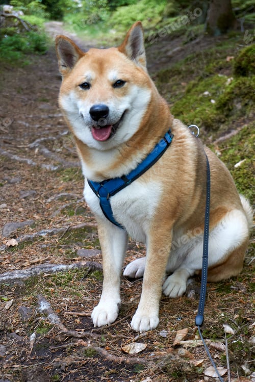 Preview: Vertical shot of a Shiba Inu dog sitting on the ground in the forest