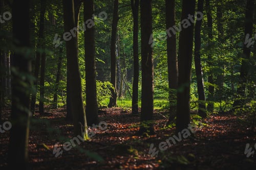 Preview: darkness, forest, horror, spooky