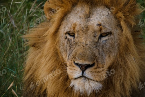 Preview: African Lions during safari game drive in Kruger National park South Africa
