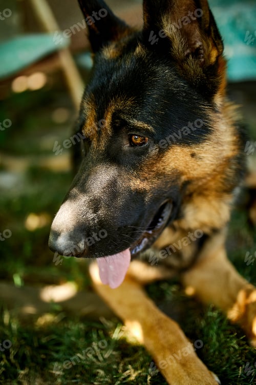 Preview: Happy German Shepherd in profile with a protruding