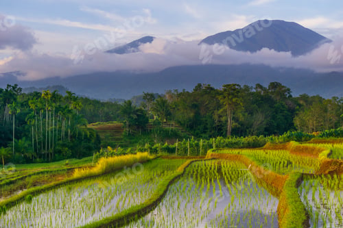 Preview: Beautiful morning view indonesia Panorama Landscape paddy fields with beauty color