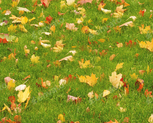 Preview: fall leaves on the grass